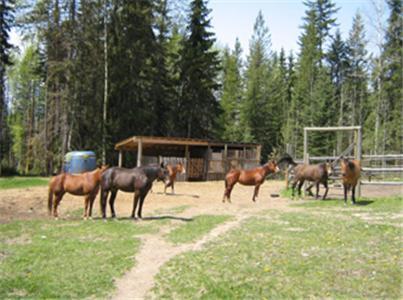 Bear Corner Adventures Bed & Bale Hotel Golden Kültér fotó